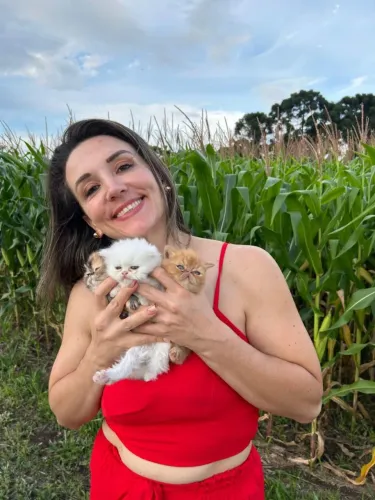 Gato persa bem extremado