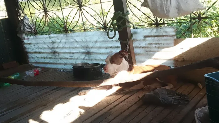 American pitbull