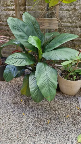 Plantas