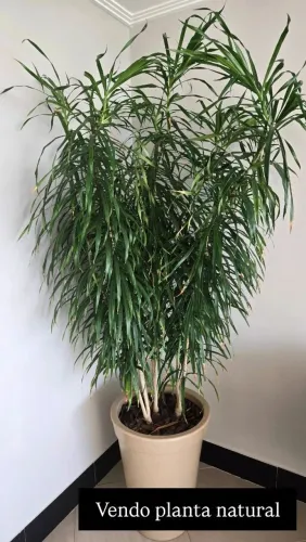 Planta Natural