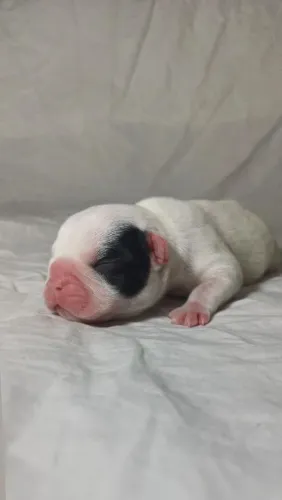 Lindos filhotes de bulldog françês