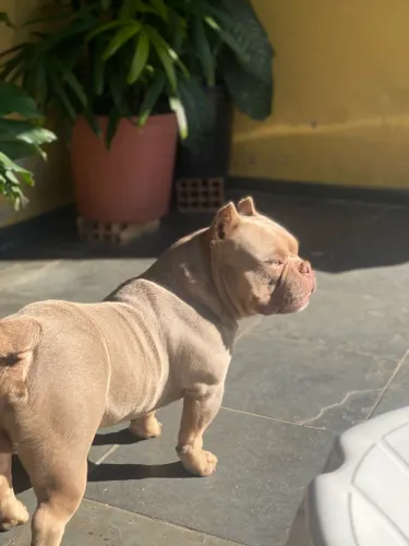 American bully pocket