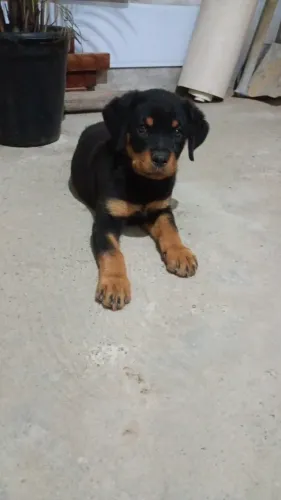 Vendo um filhote de rottweiler, 4 meses
