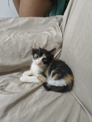 Gata fêmea para doação 
