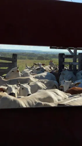 Procuro arrendamento de até 500ha