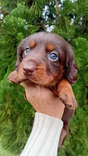 Dachshund