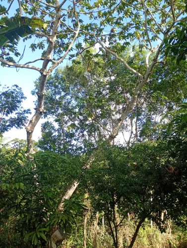 Terrenos no loteamento Bella vista