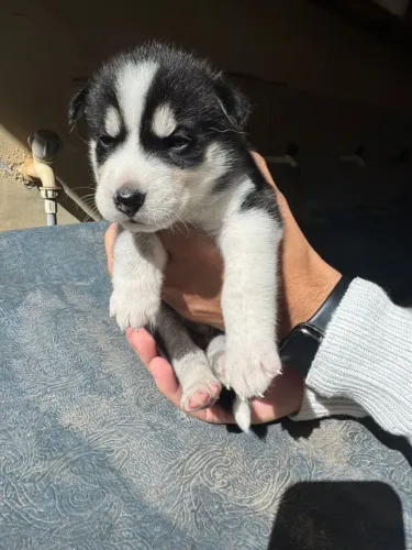 Vendo husky siberiano
