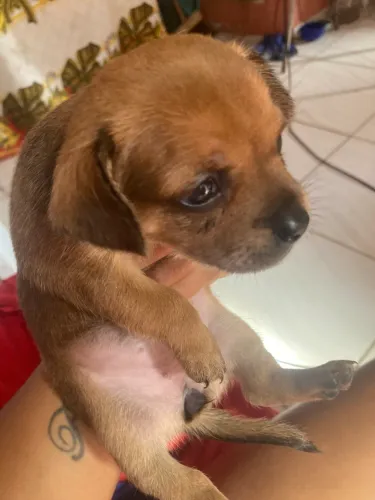 Vendo Pinscher  filhote