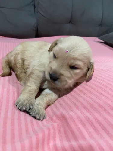 Golden 