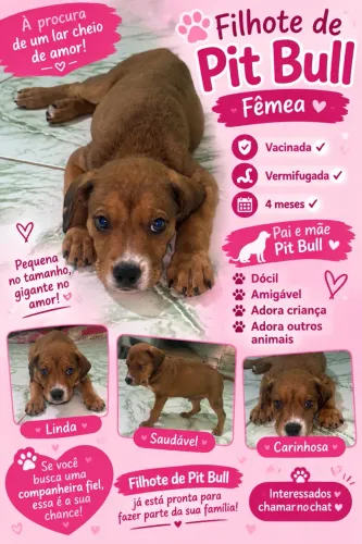 FILHOTE PIT BULL