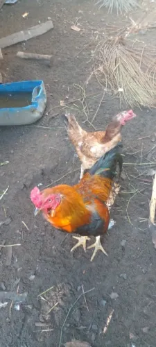 Galo e galinha