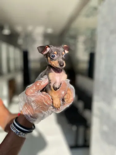 Pinscher Fêmea Pequena e Encantadora | Contrato e Garantias