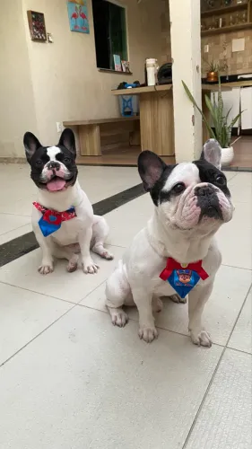 Ninhada de buldogue francês