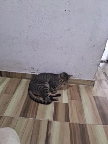 Adoção