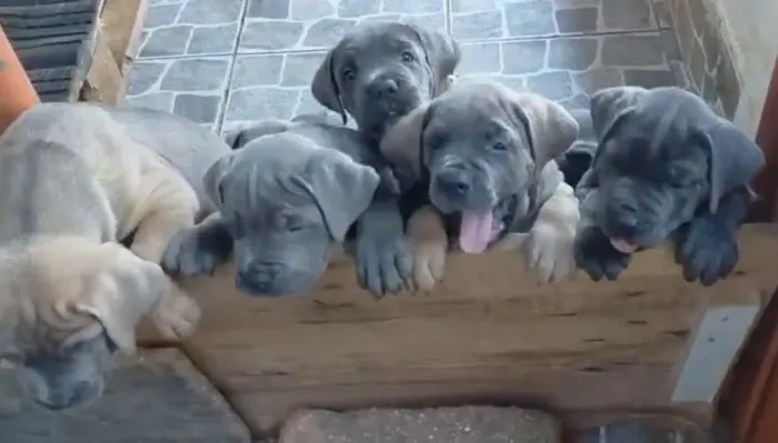 Filhotes de Cane Corso Italiano