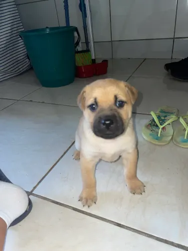 Em adoção