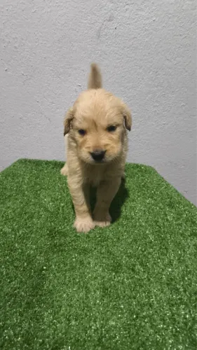 Golden- para quem busca um cão ativo
