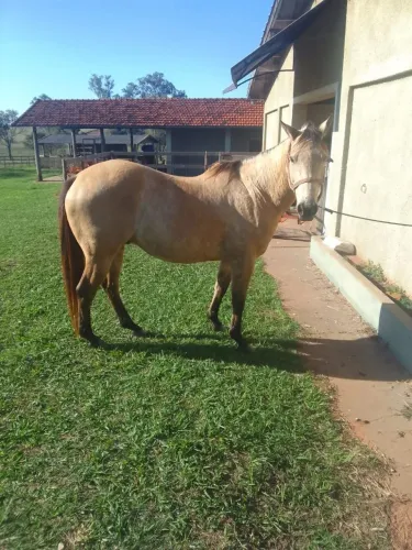 Vende-se cavalo