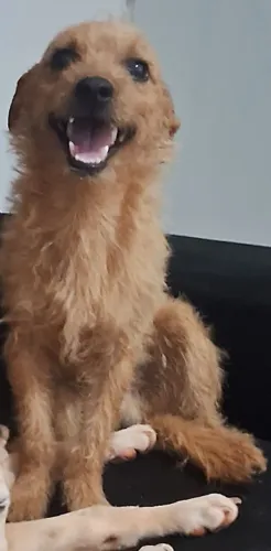 DOAÇÃO CACHORRO MACHO PEQUENO