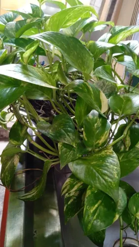 Plantas
