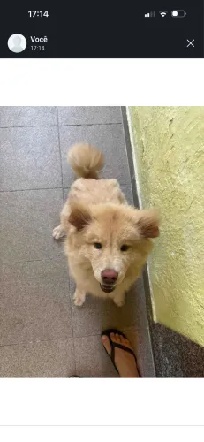 chow chow filhote