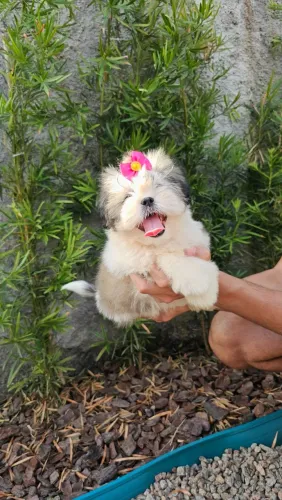 Lhasa Apso filhotes disponíveis, em até 12× no cartão.