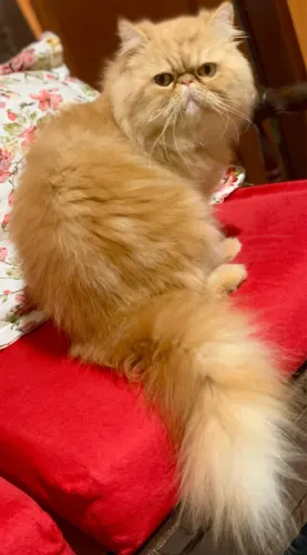 Gato persa 