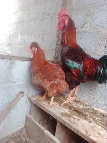 Frangas e frangos gsb