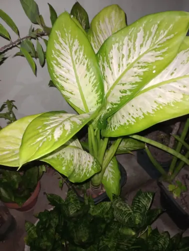 Planta Comigo ninguém pode (faço entrega)