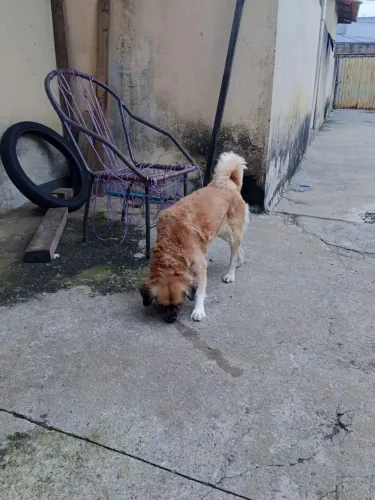 Para doação cheats misturado com poodle