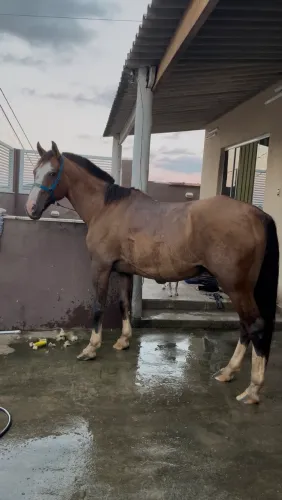 Cavalo criolo 