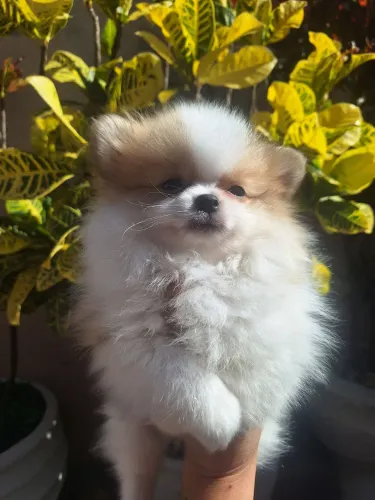 Spitz alemão Macho