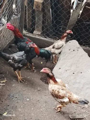 Galo e 3 galinhas
