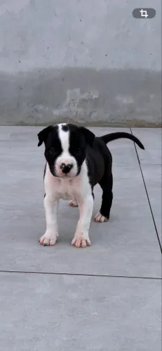 Filhote de Amstaff