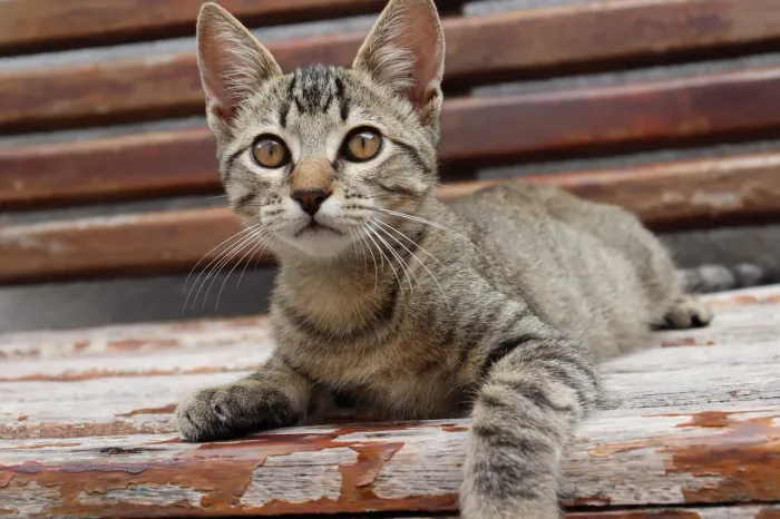 Gato Pantera para adoção responsável 
