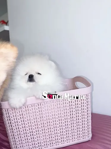 femea lulu da pomerania mini branca ursinha spitz alemão anão urso russo pedigree adestrad