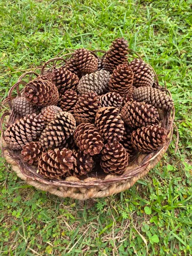 Pinha natural / pinhas naturais