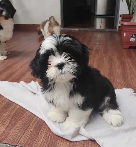 Tenho filhote de shih Tzu macho 