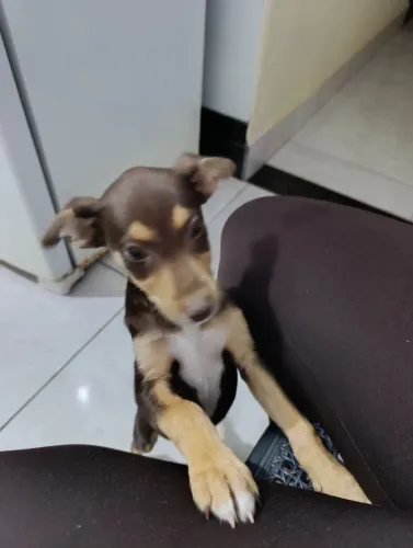 Cachorro 