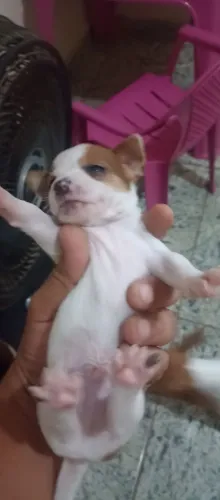Vendo filhotes de Fox Paulistinha 