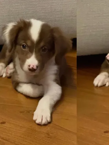  Um cão extremamente inteligente e cheio de disposição para acompanhar você em tudo.