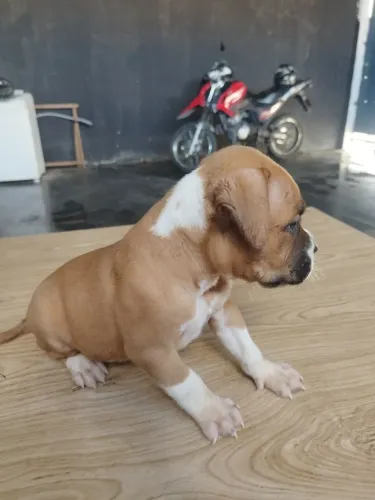 Vendo lindos filhotes de American Bully apenas 4 macho