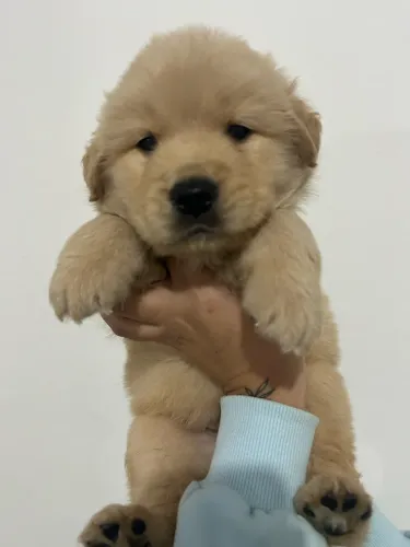 Golden retriever filhotes parrudos com 45 dias 
