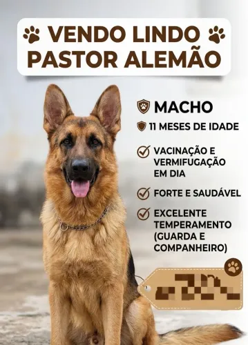 Cao adulto a venda