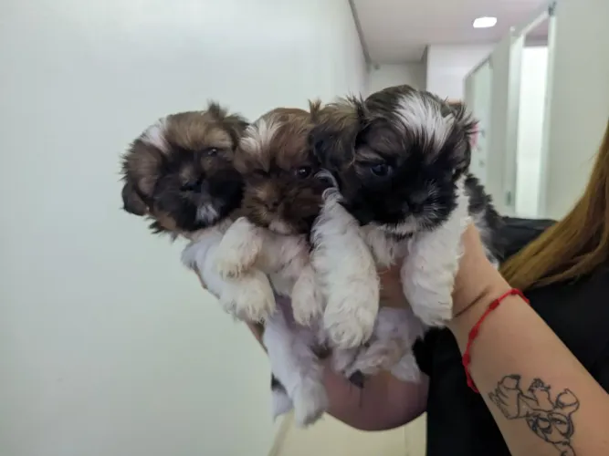 Shih tzu