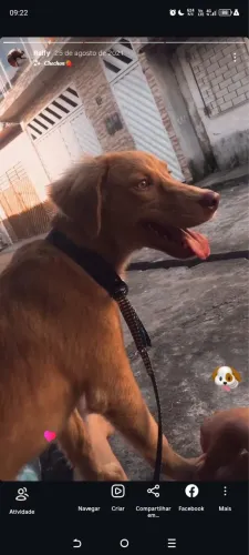 Doação de cachorro 