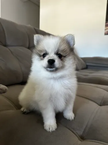 Lulu da Pomerania macho 