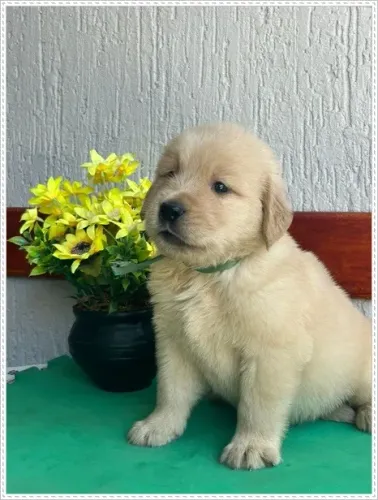 Golden Retriever Netos de Campeão com Pedigree. Macho e Fêmea.