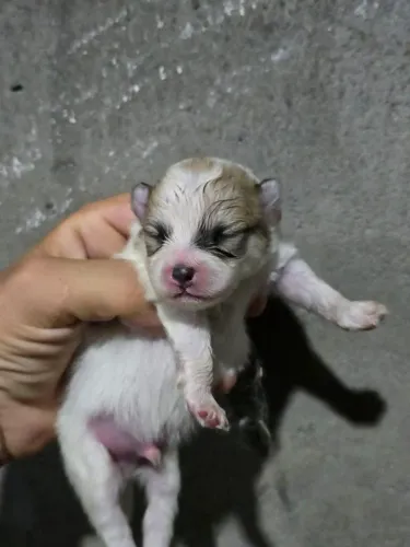 Filhotes lindíssimos de lulu